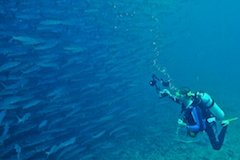 Borneo Derawan Archipelago, Nabucco barracuda